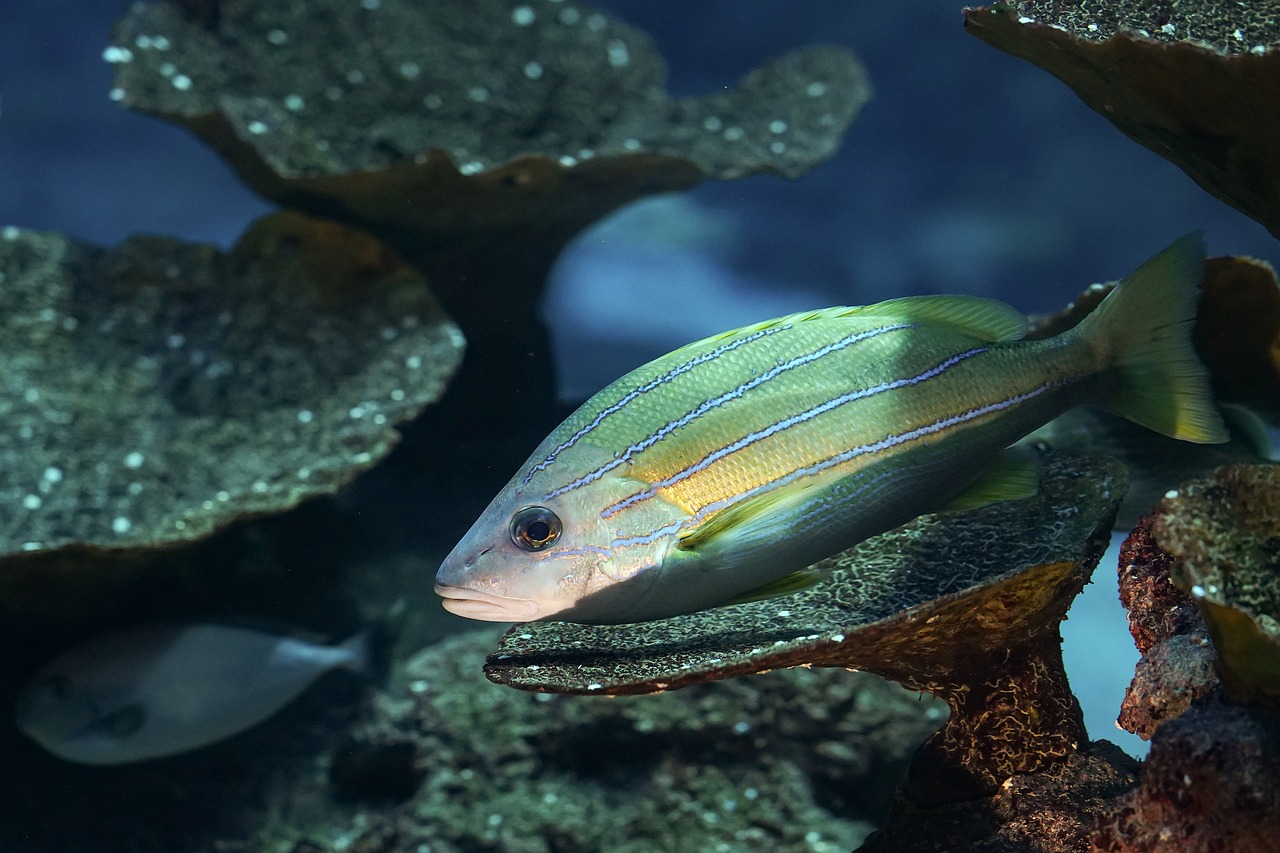 Saving Marine Life with Oceanic Green Energy Solutions